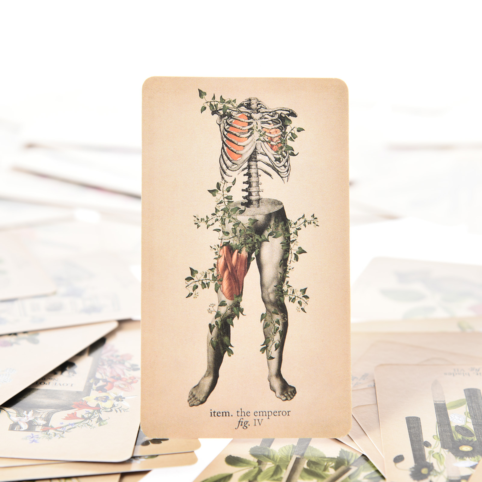 The Antique Anatomy Tarot Card - đánh giá và giá Tarot Cards Deck With Guidebook
